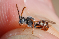 Nomada baccata