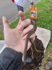 Atractus crassicaudatus