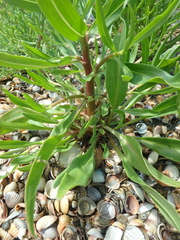 Cerastoderma edule