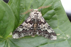 Biston strataria