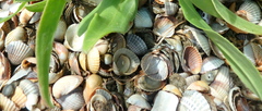 Cerastoderma edule