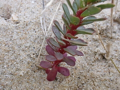 Euphorbia paralias