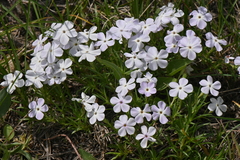 Phlox multiflora