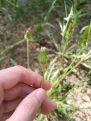 Taraxacum dissimile