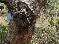 Nannotrigona testaceicornis