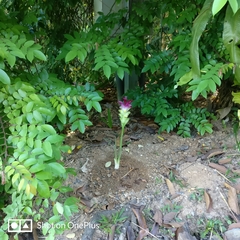 Curcuma
