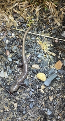 Ambystoma jeffersonianum