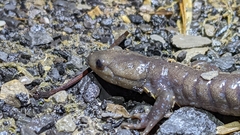 Ambystoma jeffersonianum