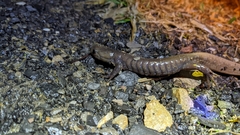 Ambystoma jeffersonianum