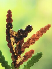 Coleotechnites thujaella