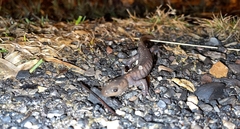 Ambystoma jeffersonianum