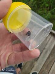 Cercopis intermedia