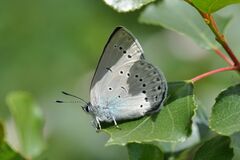 Iolana iolas