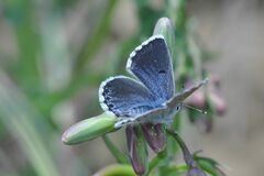 Pseudophilotes baton