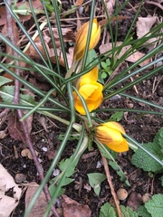 Crocus chrysanthus