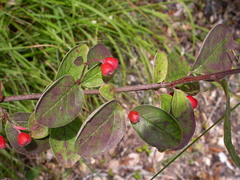 Cotoneaster tomentosus