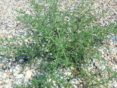 Salsola tragus