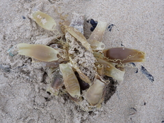 Scyliorhinus canicula