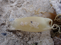 Scyliorhinus canicula