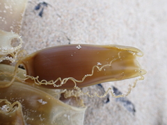 Scyliorhinus canicula