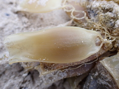 Scyliorhinus canicula