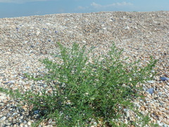 Salsola tragus