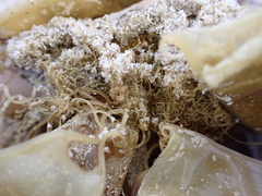 Scyliorhinus canicula