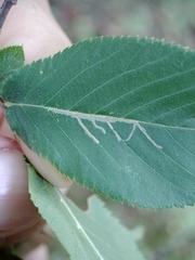 Caloptilia ostryaeella
