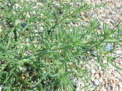 Salsola tragus