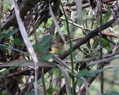 Oporornis agilis