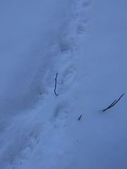 Lepus americanus