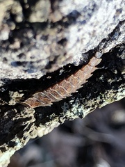 Pyractomena borealis