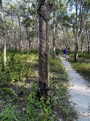 Hevea brasiliensis