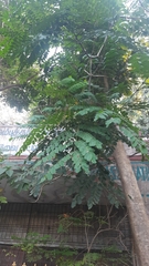 Adenanthera pavonina