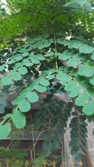 Adenanthera pavonina