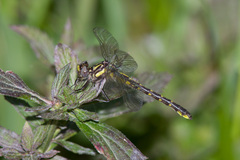 Hylogomphus apomyius