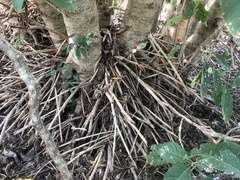 Bravaisia integerrima