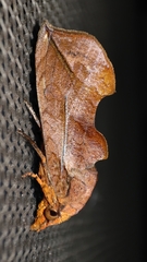Oraesia excavata