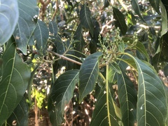 Bravaisia integerrima