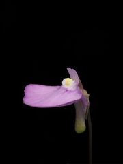 Utricularia uniflora