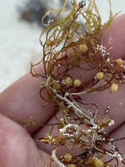 Jellyella tuberculata