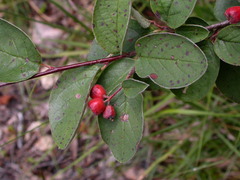Cotoneaster tomentosus