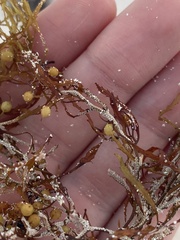 Jellyella tuberculata