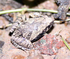 Microhyla berdmorei