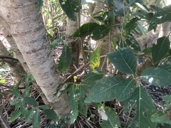 Bravaisia integerrima