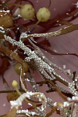 Jellyella tuberculata