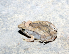 Microhyla