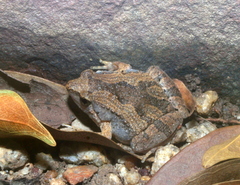 Microhyla