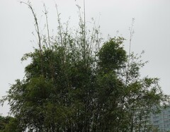 Phyllostachys makinoi