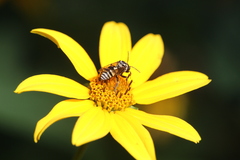 Triepeolus remigatus